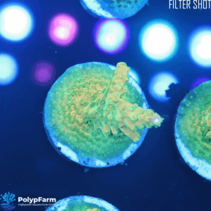 Alternative view of Acropora divaricata "Mango Garden"