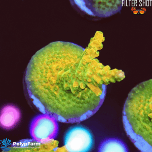 Acropora divaricata "Mango Garden"