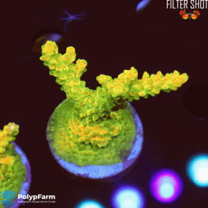 Acropora divaricata "Mango Garden"