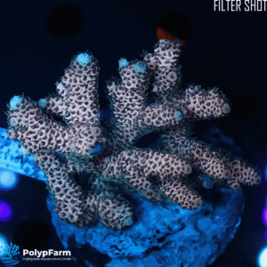 Alternative view of Acropora Millepora