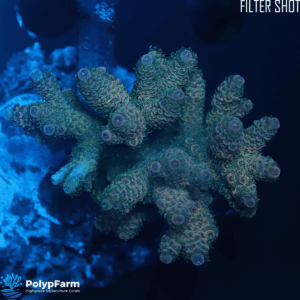Alternative view of Acropora Millepora