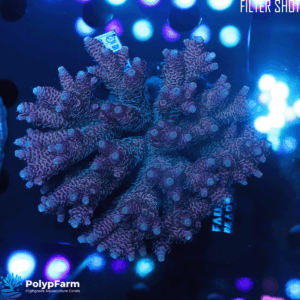 Alternative view of Acropora Millepora