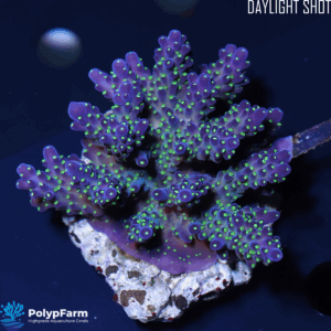 Acropora nana