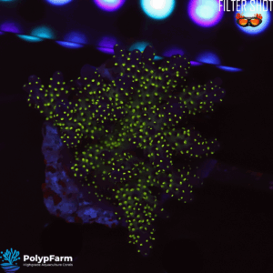 Alternative view of Acropora nana