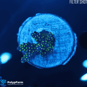 Alternative view of Acropora nana Frag