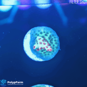 Alternative view of Acropora microclados Strawberry Shortcake