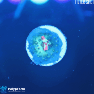 Alternative view of Acropora microclados Strawberry Shortcake