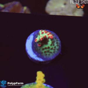 Acropora microclados Strawberry Shortcake
