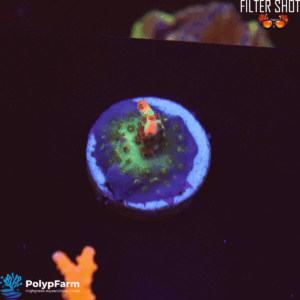 Acropora microclados Strawberry Shortcake