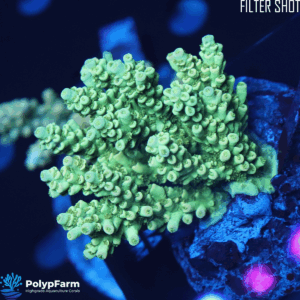 Alternative view of Acropora Tenuis