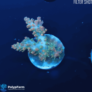Alternative view of Acropora sp. "Voodoo Magic"