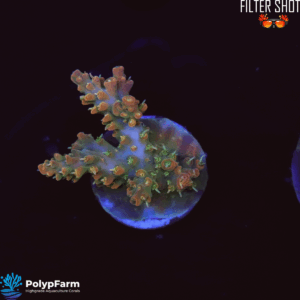 Acropora sp. "Voodoo Magic"
