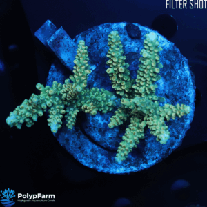 Alternative view of Acropora Staghorn Holy Grail