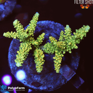 Acropora Staghorn Holy Grail