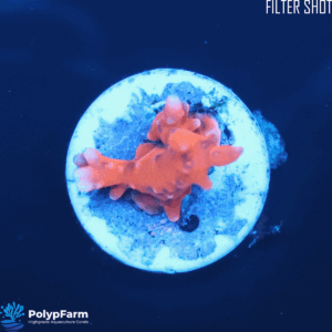 Alternative view of Anacropora TNT