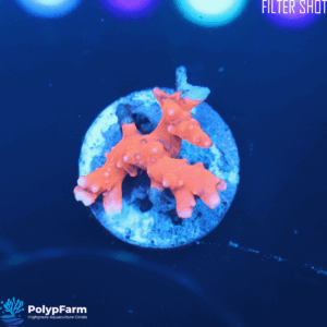 Alternative view of Anacropora TNT