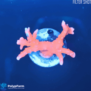 Alternative view of Anacropora TNT