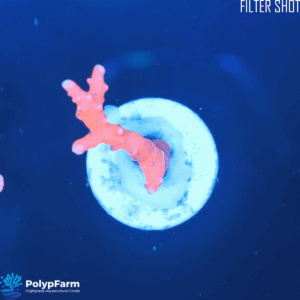 Alternative view of Anacropora TNT