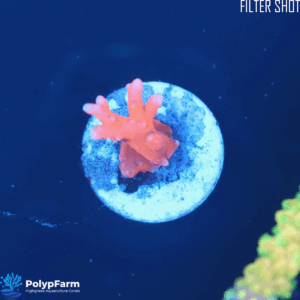 Alternative view of Anacropora TNT