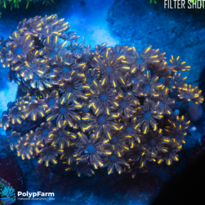 Clavularia sp. Yellow-Gold