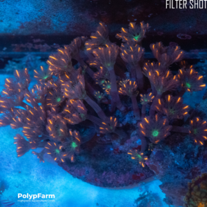 Clavularia sp. Orange-Green Center