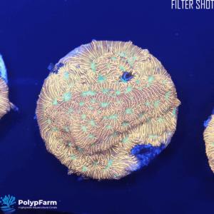 Alternative view of Leptoseris Jack O Lantern