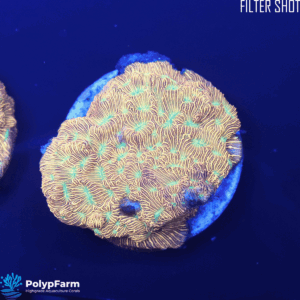 Alternative view of Leptoseris Jack O Lantern