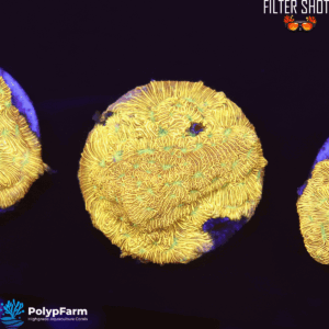 Leptoseris Jack O Lantern