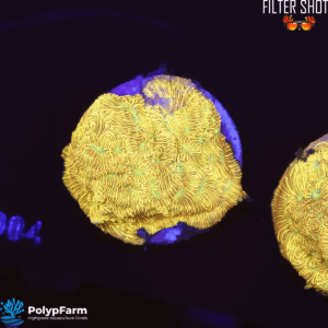 Leptoseris Jack O Lantern