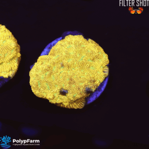 Leptoseris Jack O Lantern