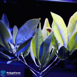 Rhizophora mangle Rote Mangrove Pflanzen 3-4 Blattpaare