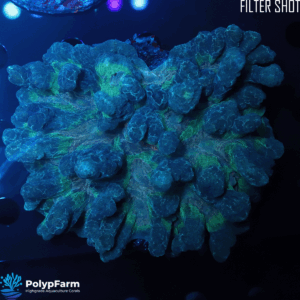 Alternative view of Pectinia alcicornis