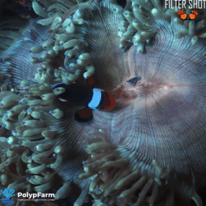 Alternative view of Catalaphyllia Jardinei Red Mouth