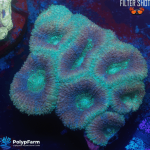 Micromussa/Acanthastrea lordhowensis