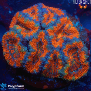Micromussa/Acanthastrea lordhowensis rainbow