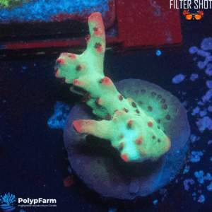 Acropora microclados SSC - Strawberry Shortcake