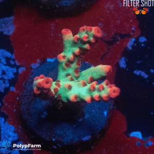 Acropora microclados SSC - Strawberry Shortcake