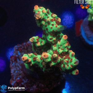 Acropora microclados SSC - Strawberry Shortcake