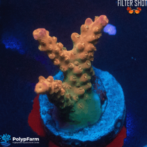 Acropora divaricata