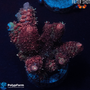Acropora hyacinthus