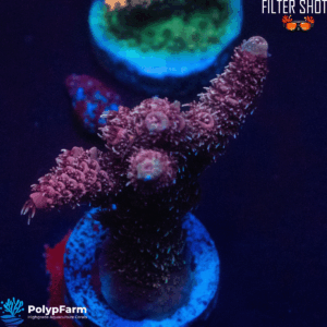 Acropora millepora