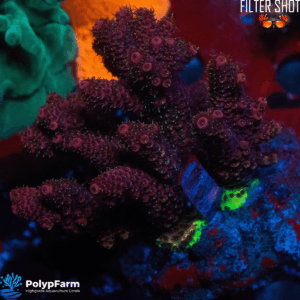 Acropora millepora