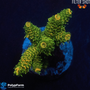 Acropora millepora