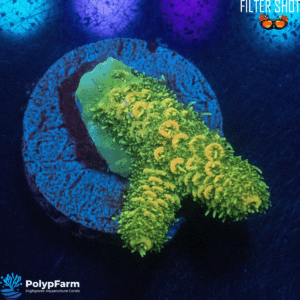 Acropora millepora