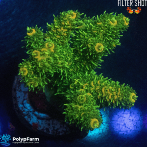 Acropora millepora
