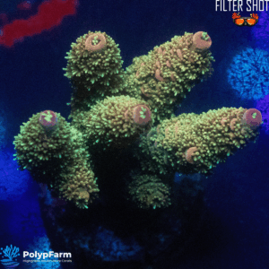 Acropora millepora