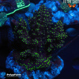 Acropora nana bicolor