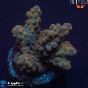 Acropora nana