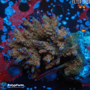Acropora nana