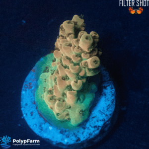 Acropora sp.